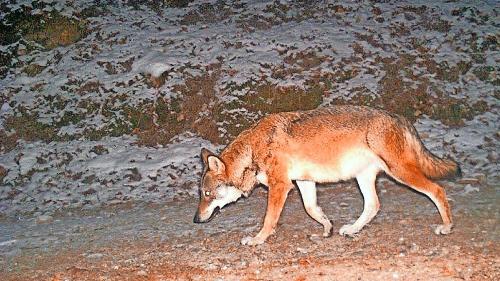 Il giuven tröp dal Fuorn dess gnir elimino causa duos s-charps da muaglia bovina. fotografia: mad