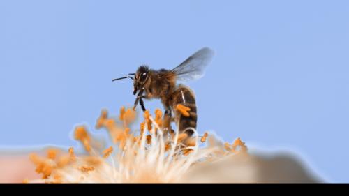  Die Mellifera-Biene ist wahrlich ein wenig dunkler als andere Bienenarten. Deswegen wird sie auch «Dunkle Biene» genannt. Im Engadin wird sie selten gehalten. Foto: Shutterstock/slowmotiongli