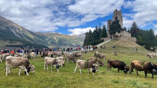 Impressionen vom Alpabzug in Celerina. Foto: Reto Stifel