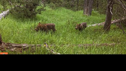 Die Jungwölfe werden zuerst geschossen. Foto: Schweizerischer Nationalpark