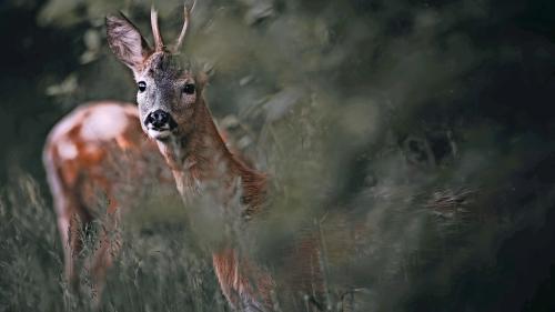 Rehe und Hirsche sind während der Jagdsaison besonders häufig Engadiner Küchen gefragt, sodass das einheimische Fleisch nicht mehr ausreicht. Foto: Shutterstock / Nordfriisk Photography