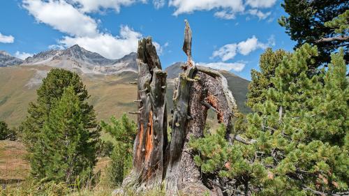 Dank der alten Bäume im God da Tamangur sind heute die Temperaturverhältnisse in der Umgebung von S-charl seit mindestens 400 Jahren bekannt. Foto: z. Vfg