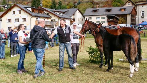 Andri Pua aus Sent gewinnt mit seinem Freibergerfohlen «Ennio A.P.» das erstmalige Ostschweizer Fohlenchampionat. Fotos: Jon Duschletta