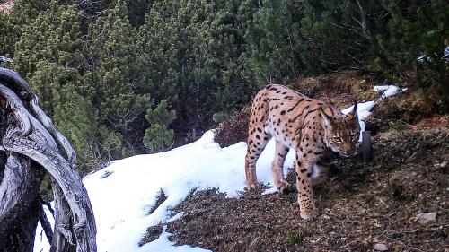 Dieser Luchs im Schweizerischen Nationalpark konnte dank einer Fotofalle nachgewiesen werden. Foto: Schweizerischer Nationalpark