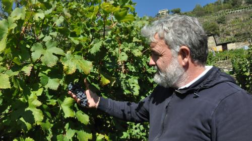 Mamete Prevostini inmitten seines Weinbergs. Der Winzer gehört zu den ersten Veltliner Weinbauern, die konsequent auf Qualität setzten.
Foto: Marie-Claire Jur      