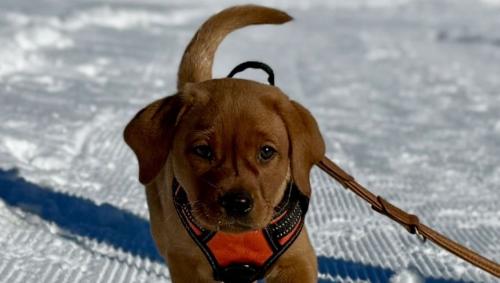 Scout. Foto: Fadrina Hofmann