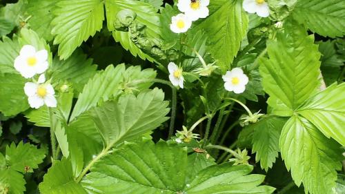 Die Walderdbeere ist eine Genusspflanze. Mit zunehmender Reife verwandelt sich der Blütenboden in eine saftige Beere. Foto: Jürg Baeder
