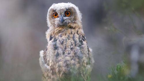  Jung-Uhus sind mit sechs bis sieben Wochen flügge und geben ihren Eltern nachts mit anhaltenden Bettelrufen fast permanent ihren Standort bekannt. Archivfotos: David Jenny