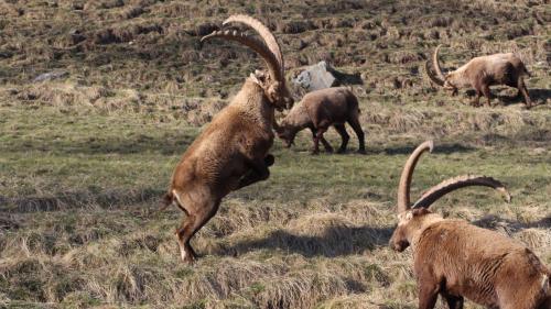 Foto: Stefanie Wick Widmer