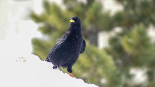 Symbolbild: Jon Duschletta