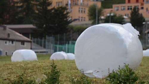 Ils purs in tuot l’Engiadina haun fin uossa pudieu racoglier traunter ün quart ed il dobel dapü fain cu la media dals  ultims ans (fotografia: Martin Camichel).