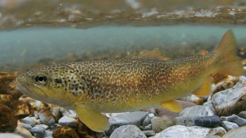 Die Marmorata-Forelle ist stark gefährdet. Foto: Michel Roggo/Schweizerische Fischereiverband
