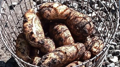 La plü gronda mailinterra daja a Susch (fotografia: Elena Denoth).