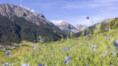 In der Val Müstair blühen die blauen Flachsblumen. Foto: Anna-Barbara Utelli