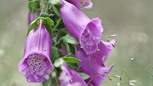 Der Gattungsname leitet sich vom lateinischen Wort «Digitus» für Finger ab und bezieht sich auf die charakteristische Blütenform. Foto: Jürg Baeder