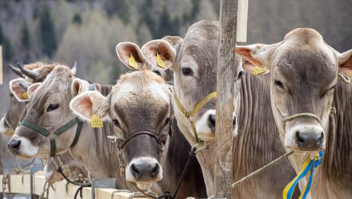 Las bes-chas stan i'l center da l'Agrischa 2026. fotografia: archiv/Daniel Zaugg