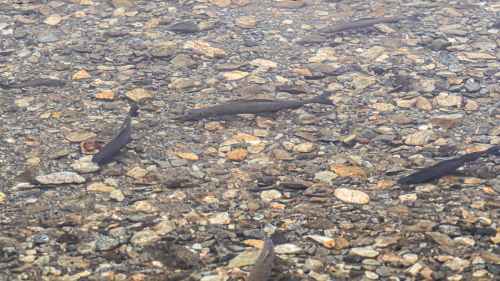 Neben den Forellen leiden die Äschen besonders unter zu warmen Wassertemperaturen. Im Oberengadin ist das zum Glück noch kein Problem. 	Foto: Daniel Zaugg