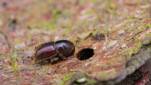 Ün magliascorza aintra e sorta dad üna pitschna foura suot la scorza  dal pin (fotografia: Gilles San Martin/CC-BY-SA 2.0).