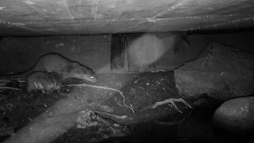 Foto: Amt für Jagd und Fischerei