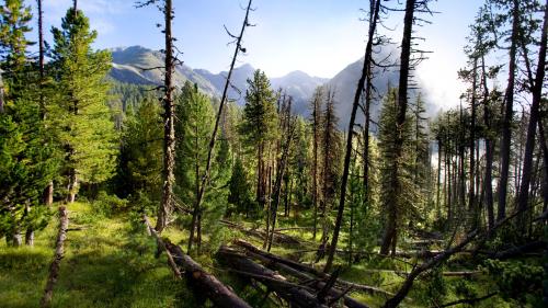 Il Parc Naziunal Svizzer dal 2008: La natüra es surlaschada a sai svessa ed i nu’s das-cha müdar nöglia vi da quella in l’unic parc naziunal da la Svizra (fotografia: Gaetan Bally/Keystone).