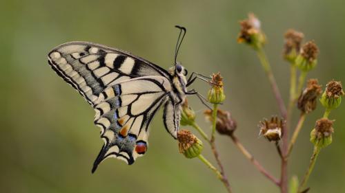 Auch Schmetterlinge lassen sich mit der App bestimmen. Foto: Pro Natura / Christian Rösti