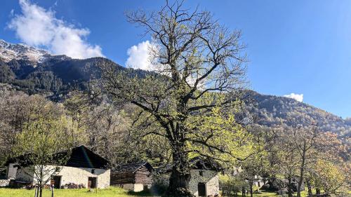Der Kastanienbaum hat mit verschiedenen Problemen zu kämpfen. Fotos: Andrea Gutgsell