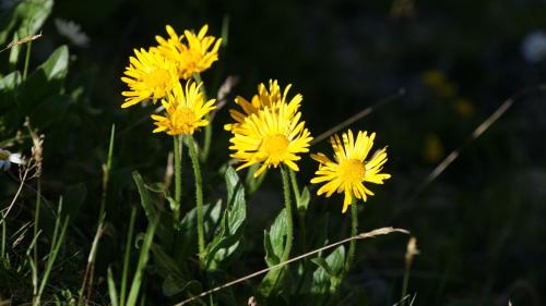 Der Alant.        Foto: Jürg Baeder