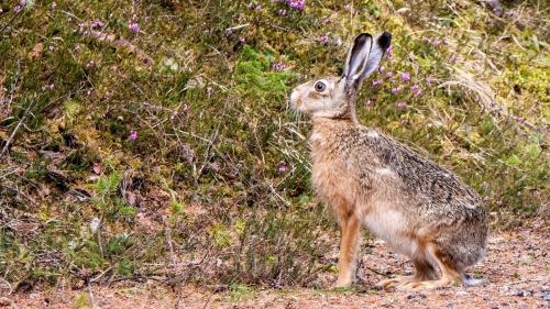 Der Feldhase ist unter anderem am kleinen schwarzen Strich am Schwanz erkennbar. Foto: Jon Duschletta