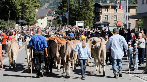 Der Alpabzug in Celerina verwandelt das Dorf in eine grosse Festbühne – ein Publikumsmagnet, der Jung und Alt begeistert. Foto: Jürg Lehmann