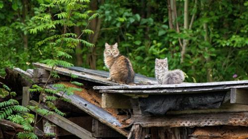 A Tschlin sto gnir regulada la populaziun da giats. fotografia: Lumiegor/CC BY 2.0  