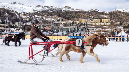 Santiago war der Liebling vieler. Das kleine Pony misst nur gerade 81 Zentimeter. Foto: Daniel Zaugg