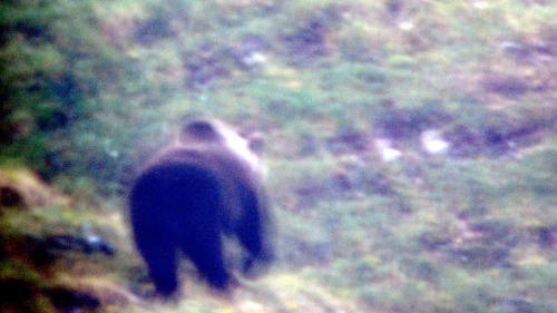 Das erste Bild von JJ2 alias Lumpaz. Foto: Schweizerischer Nationalpark