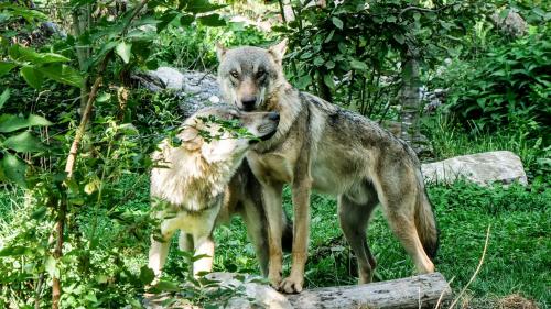 Archivfoto: Jon Duschletta