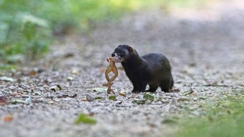 La fiergna preferischa ranas e ruos-chs (fotografia: Pro Natura Svizra).