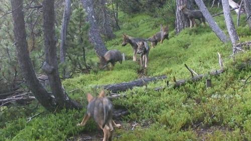 Bereits zum zweiten Mal gibt es im Kanton Graubünden eine proaktive Wolfsregulation. Symbolbild: Schweizerischer Nationalpark