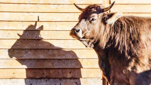 Das «Mistvieh» Kuh wurde am am Samstag im Rahmen des 1. Landwirtschaftlichen Klimagipfels in Landquart in ein gutes Licht gerückt und weitgehend vom
Vorurteil rehabilitiert, ein Klima-Killer zu sein. Archivfoto: Jon Duschletta