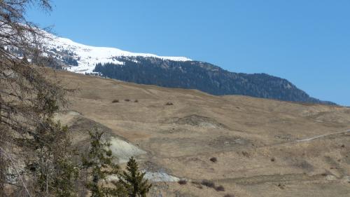 Sülla prada i’ls contuorns da Tschlin es la naiv alguada fingià daspö plüssas eivnas (fotografia: Flurin Andry).