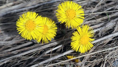 La flur da riva (tussilago), ün dals mess da prümavaira. fotografia: Alfons Clalüna