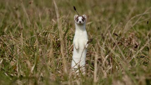 Üna müstaila chi’d es gnüda observada in Engiadina e lura rapportada sülla plattafuorma da Vaschins sulvadis (fotografia: Denis Magnin).