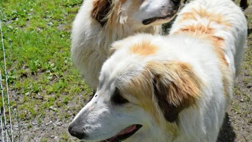 Herdenschutzhund Colombo hat mit seinem Bruder Cello an der Prüfung teilgenommen. Fotos: Imke Marggraf