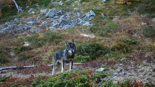 Der Wolf. Er sorgt immer wieder für geteilte Meinungen. Foto: Gruppe Wolf Schweiz