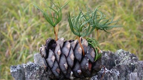 Dschermügls da dschember creschan our d’üna nuschpigna, sainza contact cul terrain (fotografia: Beat Lüscher).