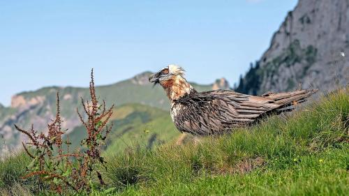 Tenor il nouv stüdi as reduplicharà la populaziun dal girun barbet fin l’on 2031, scha las cundiziuns restan favuraivlas (fotografia: Johannes Weyrich).