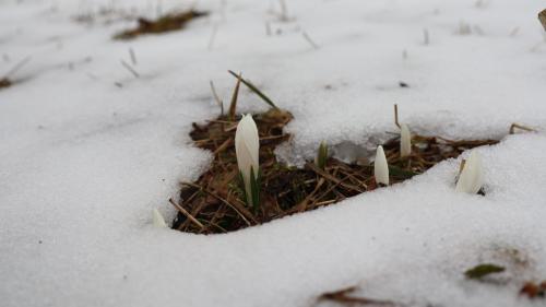 La naiv indeblescha mincha vouta las giuvnas plauntinas chi chatschan memma bod (fotografia: Martin Camichel).