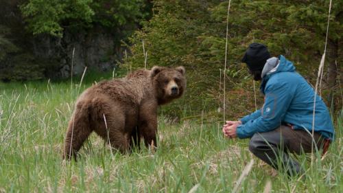 Für den Bärenexperten gehören entspannte und nahe Begegnungen mit Bären und Bärenfamilien seit fast vier Jahrzehnten praktisch zum Alltag. Beide Bärenbilder wurden in Alaska aufgenommen.  Fotos: Beatrice Feiner/Reno Sommerhalder