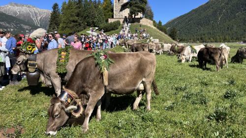 Vor grosser Kulisse grasen die Kühe noch einmal, bevor sie in Lastwagen verladen werden. Foto: Andrea Gutgsell