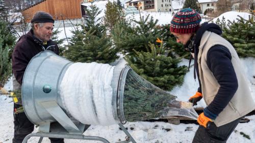 Wenn die Kunden ihr Bäumchen ausgesucht haben, wird es zum Transport in ein Netz gepackt. Claudia Zielas zeigt sich verantwortlich für den Christbaumverkauf in Celerina (rechts).  Foto: Denise Kley
