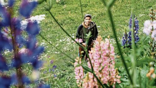  Georg Flückiger bei einem seiner Untersuchungsfelder am St. Moritzersee. Lupinen gedeihen oft in der Nähe von Gärten. Foto: Jon Duschletta