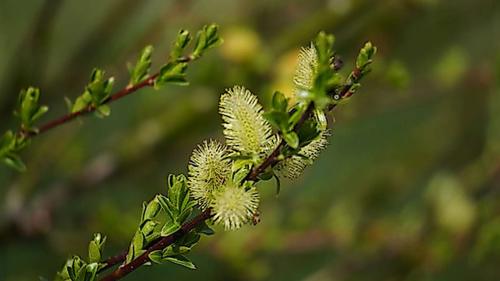 Die weltweit vorkommenden Weidenarten sind sehr gut erforscht. Foto: Jürg Baeder
