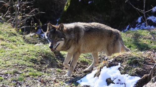 Symbolbild. Foto: CHWOLF